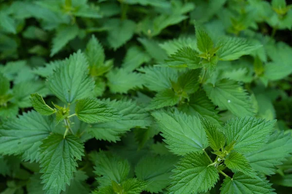 Toprakta büyüyen ısırgan otu