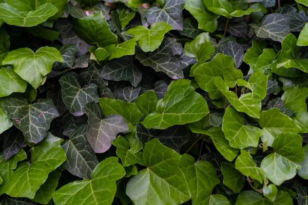 Arbusto Verde Crescente Com Folhas Arbusto — Fotografia de Stock
