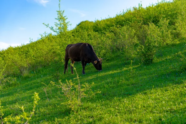 Una Vaca Roza Come Hierba Verde — Foto de Stock