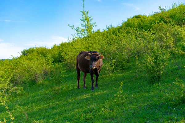 Krowa Wypasa Się Zieloną Trawę — Zdjęcie stockowe