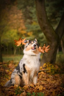 Prag 'da sonbahar yapraklarını yakalayan Avustralyalı çobanın portresi. 