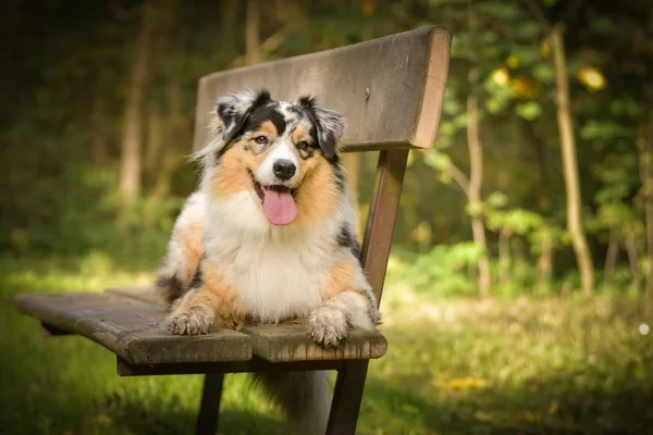 Australiska Herden Ligger Bänken Det Höststämning Och Hon Fluffig — Stockfoto