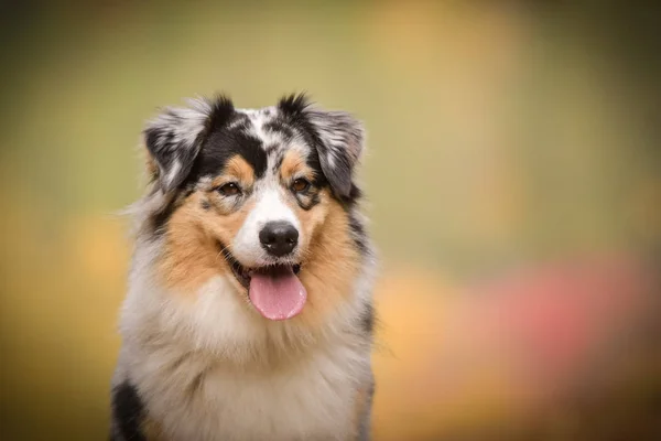 Portrait Australian Shepherd Amazing Background Amazing Autumn Atmosphere Prague — Stock Photo, Image