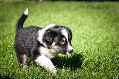 Altı haftalık Border Collie köpeği portresi. İnsanlarla çok iletişim kuruyorlar.. 
