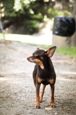 Prag 'daki parkta duran Pinscher' ın portresi. Yaz fotosoplama