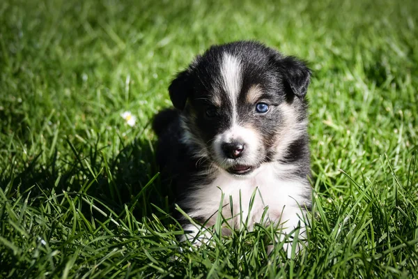 Sześciotygodniowy Szczeniak Granicy Tricolor Granicy Collie Pani Ona Marzycielski Wzrok — Zdjęcie stockowe