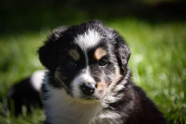 Hetes Határmenti Collie Kiskutya Tricolor Teddybear Csodálatos Szerkezet Fején — Stock Fotó