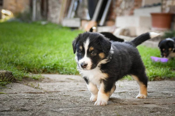 Cachorrinho Border Collie Seis Semanas Ursinho Pelúcia Tricolor Ele Parece — Fotografia de Stock