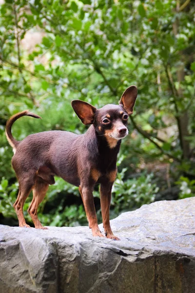 Raza Perros Pinscher Está Pie Sobre Piedra Tan Hermoso Como —  Fotos de Stock