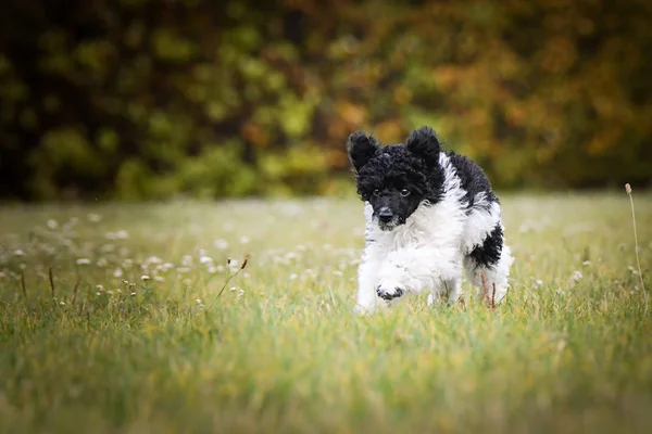 Filhote Cachorro Caniche Está Correndo Parque Ele Ama Livre — Fotografia de Stock