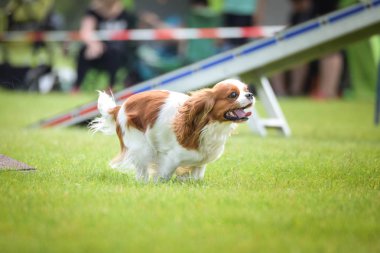 Köpek, Kral Charles Spaniel çeviklik içinde. Dostum, Czech çeviklik yarışmasında harika bir gün..