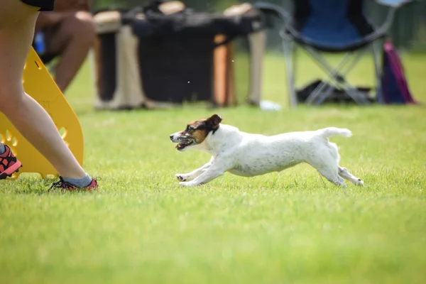 Running Jack Russel Terier Hij Gelukkig Omdat Hij Vrij — Stockfoto