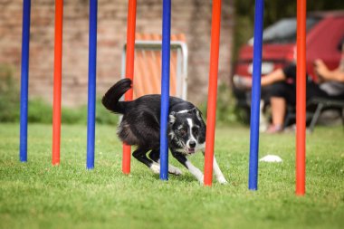 Çeviklik slalom ve sınır collie. Siyah beyaz Border collie çek çeviklik rekabet slalom slalom üzerinde slalom çalışıyor. köpek parkı Ratenice çeviklik rekabet