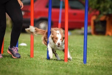 Happy ee-red Border collie slalom koşuyor czech çeviklik yarışmasında slalom.