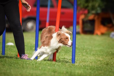 ee-red Border collie slalom çalıştırıyor czech çeviklik yarışmasında slalom slalom.
