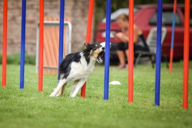Çeviklik slalom ve sınır collie. Czech çeviklik yarışması slalom slalom 'da üç renkli kenar collie çalışıyor.