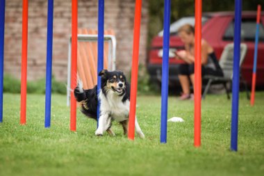 Ratenice yarışmasında çevik slalom yapan üç renkli Sınır Çobanı. Czech çeviklik yarışmasında inanılmaz bir gündü Ratenice. Sadece büyük yarışmalar vardı..
