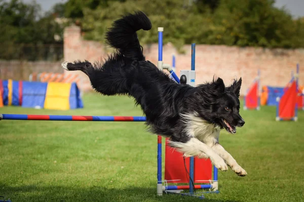 Psa Granica Collie Skacze Przez Płotki Niesamowity Dzień Czeskim Konkursie — Zdjęcie stockowe