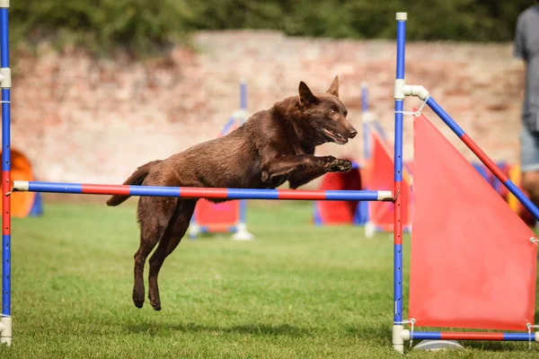 kelpie is jumping over the hurdles. Amazing day on czech agility competition.