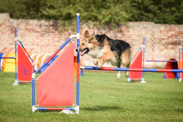 Collie Borda Tricolor Está Pulando Sobre Obstáculos Dia Incrível Competição — Fotografia de Stock