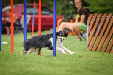 Çeviklik slalom ve sınır collie. Tricolor Border collie, Czech çeviklik yarışması slalom 'da slalom yapıyor. Köpek parkı Ratenice 'de çeviklik yarışması