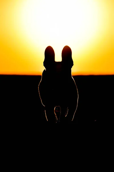 Silhouette Bulldog Francese Tramonto Cane Felice Spasso Incredibile Serata Con — Foto Stock