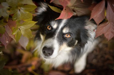 Sınır çoban köpeğinin sonbahar portresi. Yaprakların arasında çok tatlı. Çok güzel bir yüzü var.. 