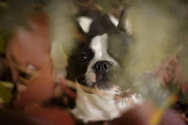 Herbstporträt Von Border Collie Ist Süß Den Blättern Hat Ein — Stockfoto