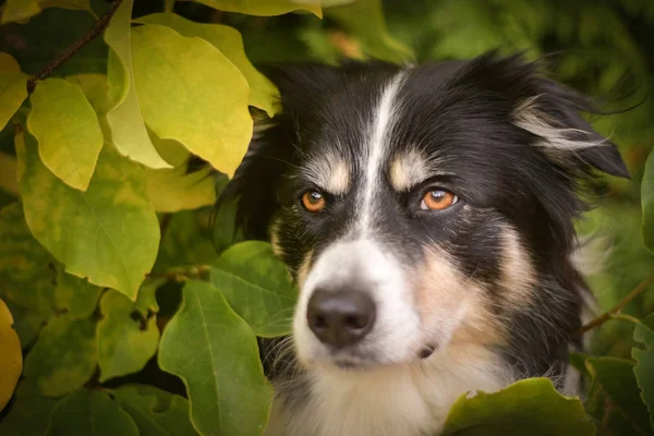 Border Collie Ukrywa Się Jesiennych Liściach Piękny Słodkie Chłopiec Dla — Zdjęcie stockowe