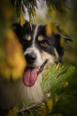Gülümseyen çiçekli çoban köpeği. Yetişkin sınır köpeği ağacın arkasında. Çok komik bir yüzü var..