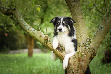 Ağaçtaki ayı çoban köpeğinin portresi. Çok tatlı ve heyecanlı.. 