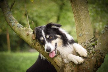 Ağaçta yatan çoban köpeğinin portresi. Çok tatlıydı ama çok sıkılmıştı..