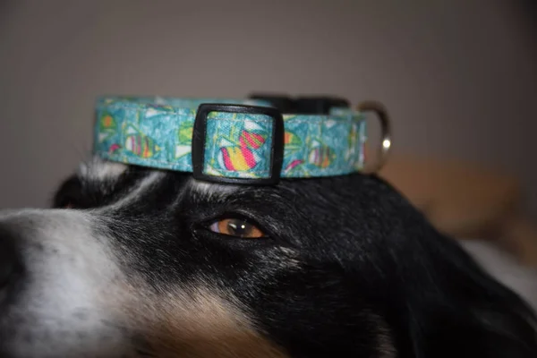 Mooie Stijlvolle Halsband Voor Elke Hond Iedereen Ziet Goed Uit — Stockfoto