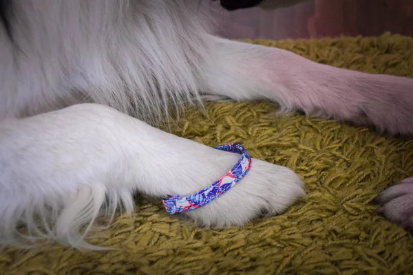Vackert Elegant Armband För Alla Ser Bra Även Hunden — Stockfoto