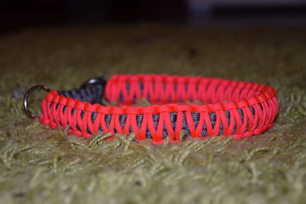 Das Schöne Halsband Aus Paracord Für Jede Hunderasse — Stockfoto