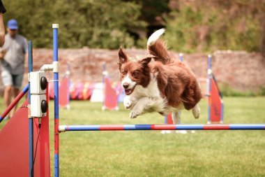 Kızıl Sınır çobanı engelleri aşıyor. Czech çeviklik yarışmasında harika bir gün..