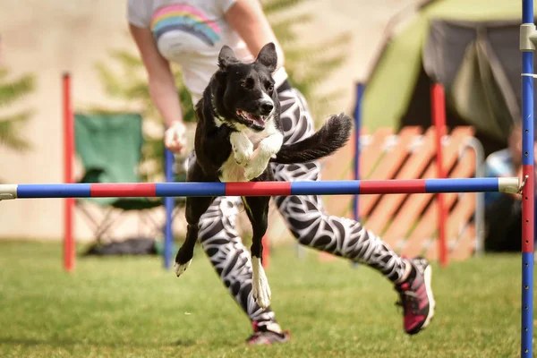 狗的边境牧羊犬跳过了障碍物 奇葩敏捷性比赛精彩的一天 — 图库照片
