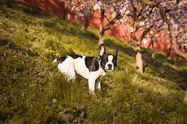 Frühlingsfoto Der Französischen Bulldogge Blühende Bäume Prag — Stockfoto