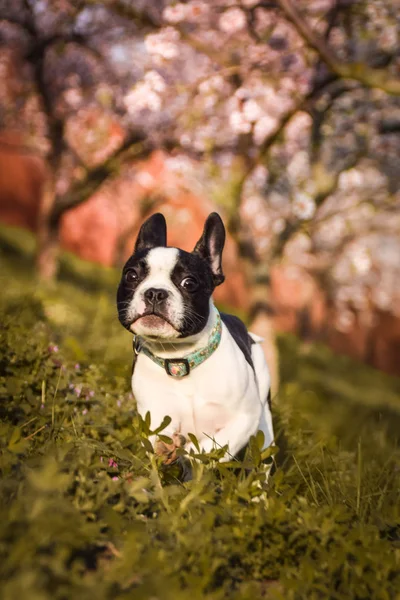 Spring Photo French Bulldog Who Running Flowering Trees Prague — Stock Photo, Image