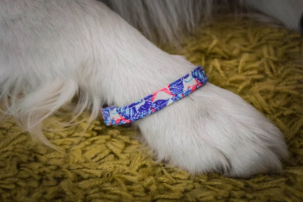 Bellissimo Braccialetto Elegante Tutti Guarda Bene Anche Cane — Foto Stock