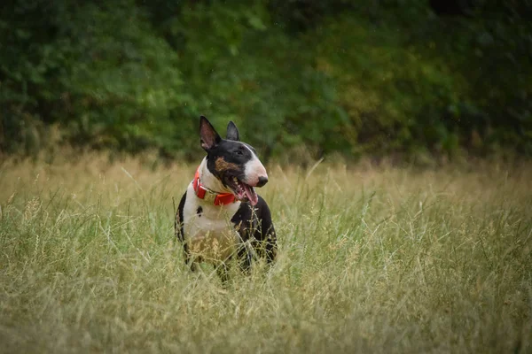 Портрет Быка Природе Выглядит Взрослая Собака Полгода — стоковое фото