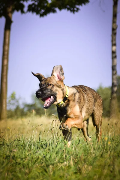 Mutlu Alman Çoban Köpeğinin Yaz Fotoğrafı Mutlu Köpek Yavrusu Doğada — Stok fotoğraf