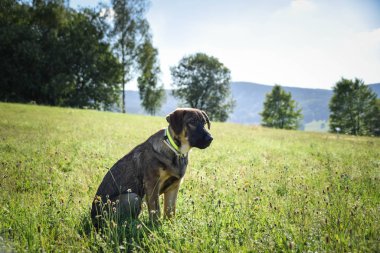Çayırda oturan Alman çoban köpeğinin portresi. Çok mutlu..