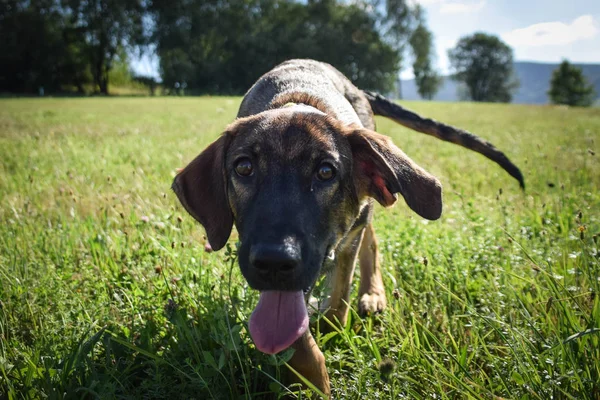 Alman Çoban Köpeğinin Komik Yaz Portresi Çok Mutlu Sevimli Bir — Stok fotoğraf