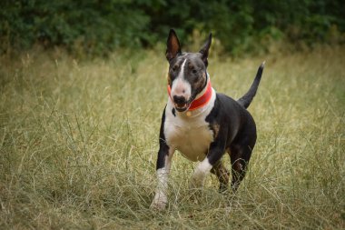 Doğada boğa güreşçisi olarak yetişmiş bir köpeğe benziyor ama daha yarım yaşında..