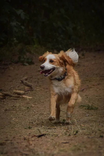 Rennende Hond Met Stok Zijn Mond Hij Viel Vrij Herfst — Stockfoto