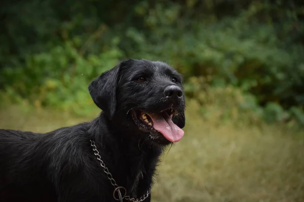 Портрет Черной Собаки Природе Языком Снаружи Осенняя Фотосессия Парке Праги — стоковое фото