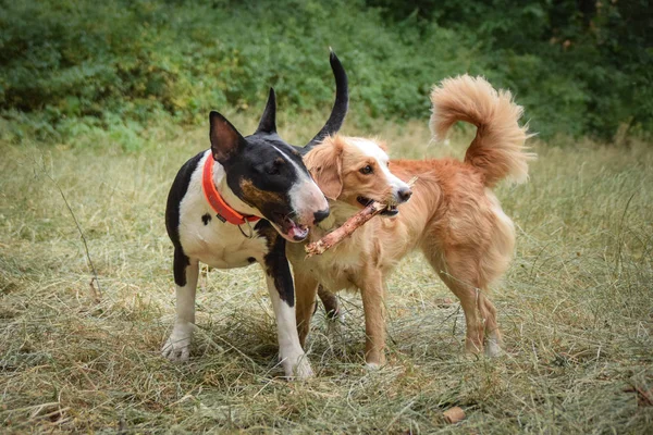 Bullterier ve diğer köpekler sazlıkla kaplanıyor. Sonbahar fotoshoklama. Aile fotoğrafı..