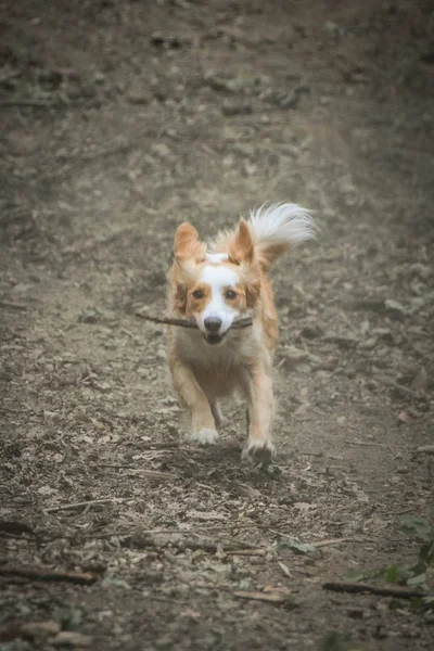 Τρεχούμενο Σκυλί Ραβδί Στο Στόμα Του Έπεσε Τόσο Ελεύθερος Φθινοπωρινή — Φωτογραφία Αρχείου
