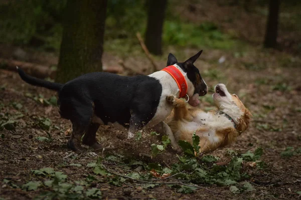 Pertarungan Anjing Atau Hanya Permainan Mereka Hanya Bermain Bersama — Stok Foto